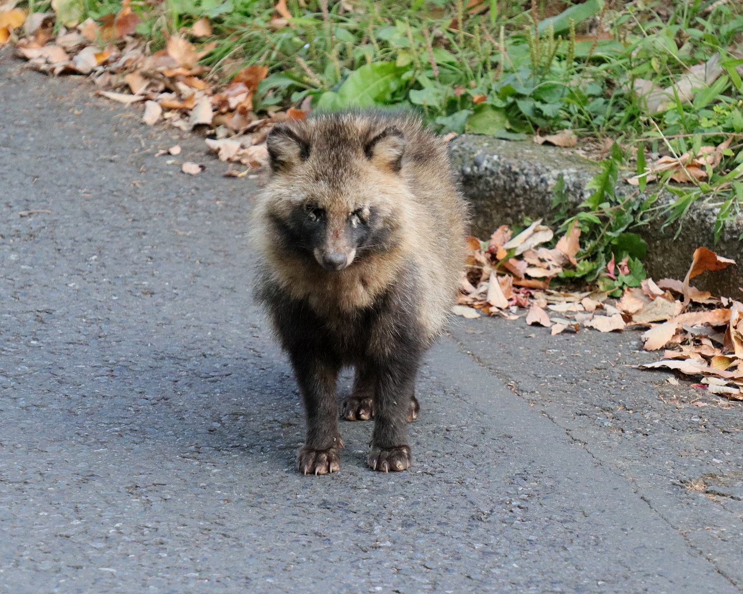 タヌキ | 山川草木図譜 | 1月, 11月, 哺乳類 | （イヌ科タヌキ属）【狸】