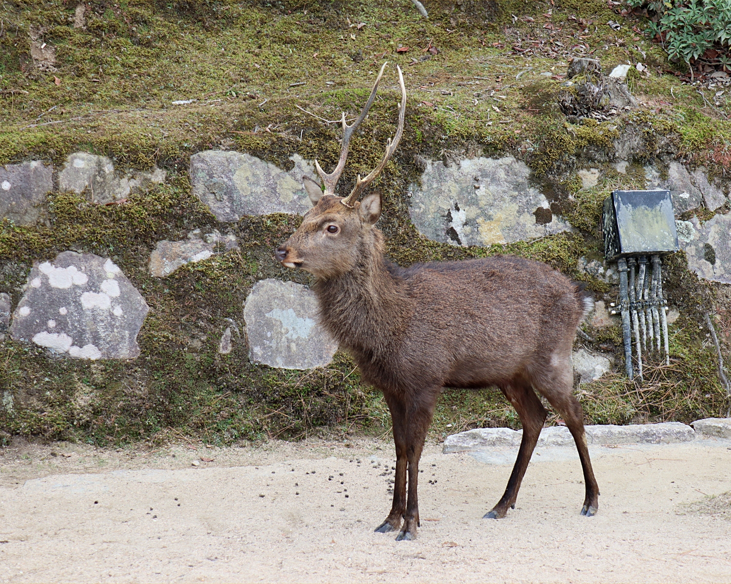 ニホンジカ | 山川草木図譜 | ふと気になった植物や自然の備忘録として