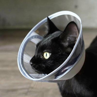 テレビで紹介】獣医おすすめ ストレスフリーな猫エリザベスカラー