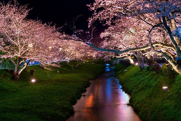 星野リゾート】約400本の桜並木を愛でる「桜舞うたまゆら滞在」開催