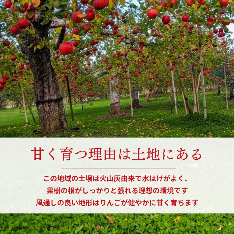 りんご 【ふんどのりんごや】 オリジナル品種 いわせっ娘 蜜無し 長期