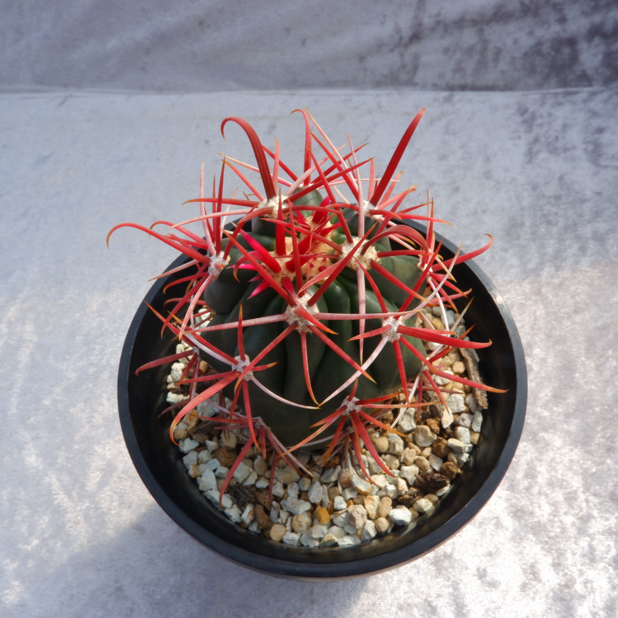 商品詳細 - 信州西沢サボテン園