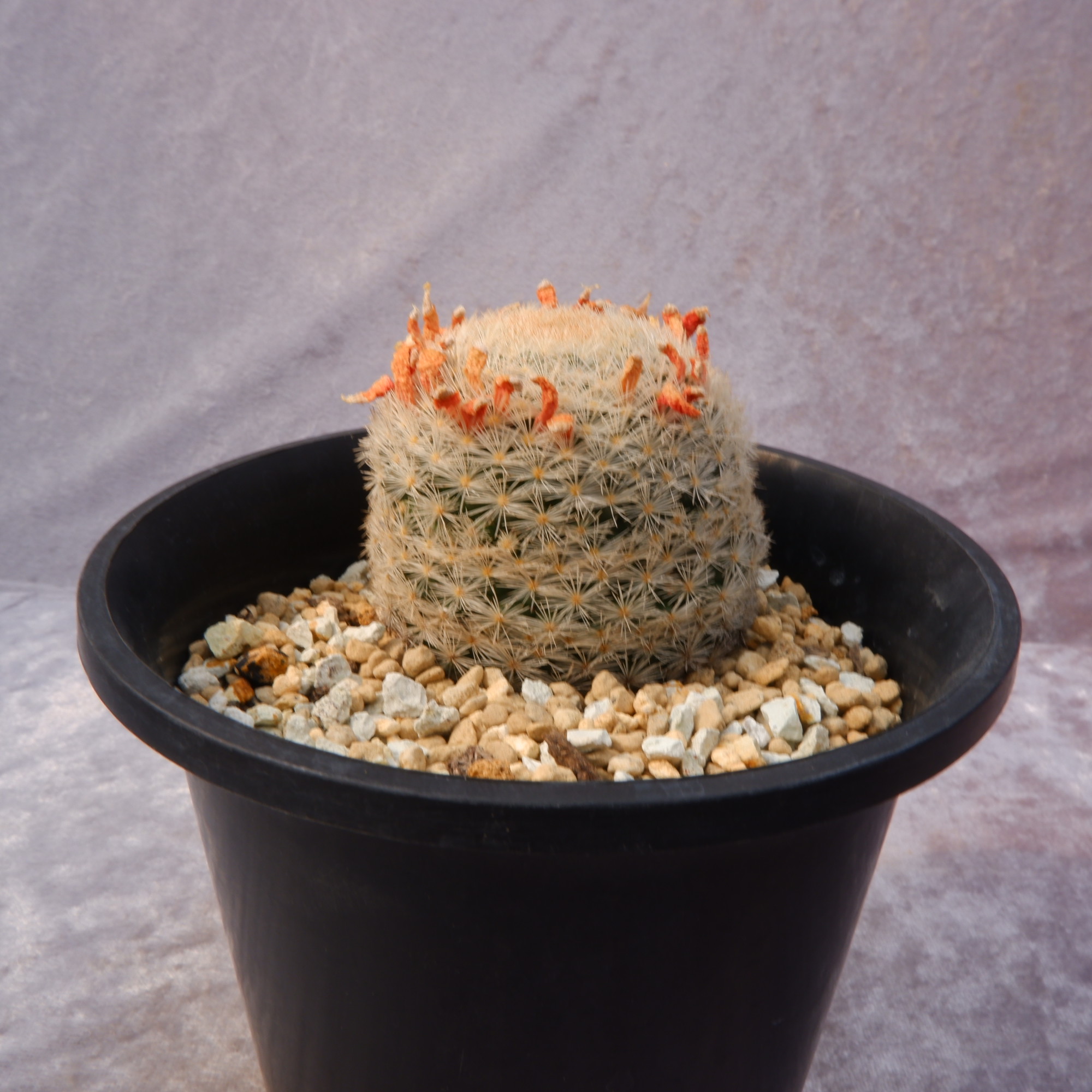 商品詳細 - 信州西沢サボテン園