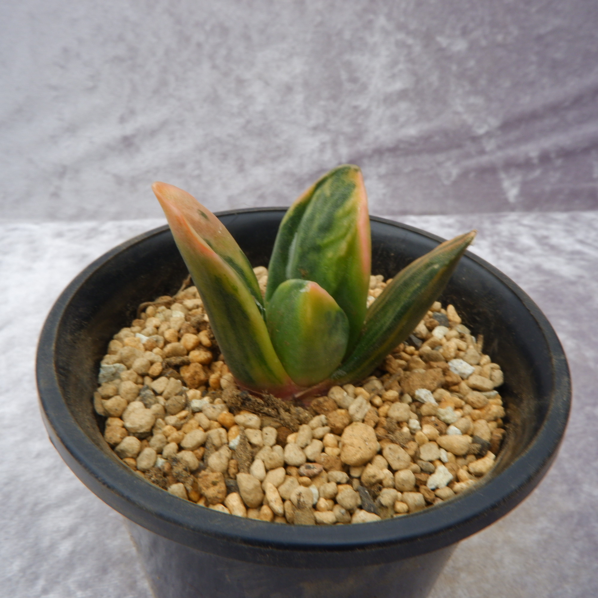 商品詳細 - 信州西沢サボテン園