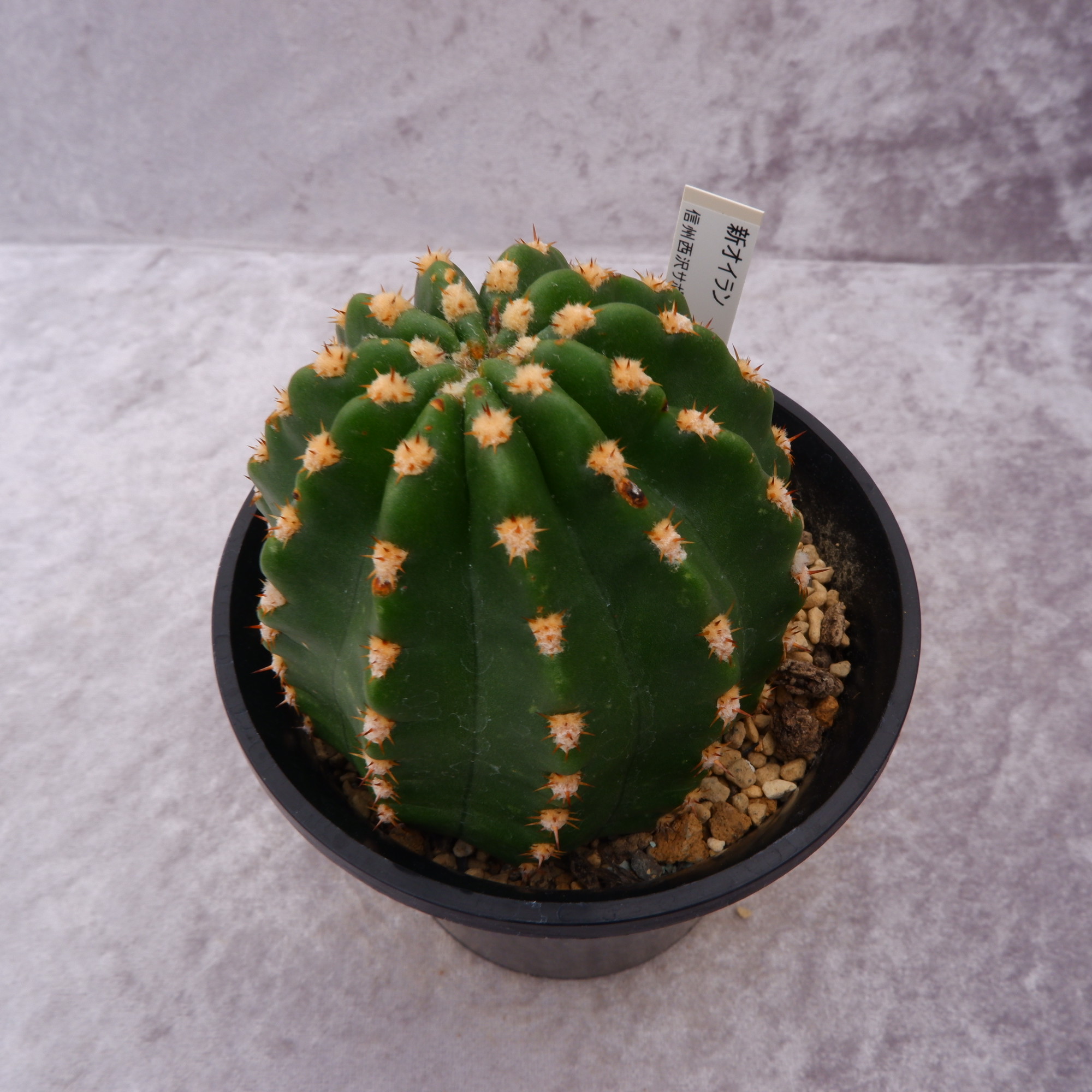 商品詳細 - 信州西沢サボテン園