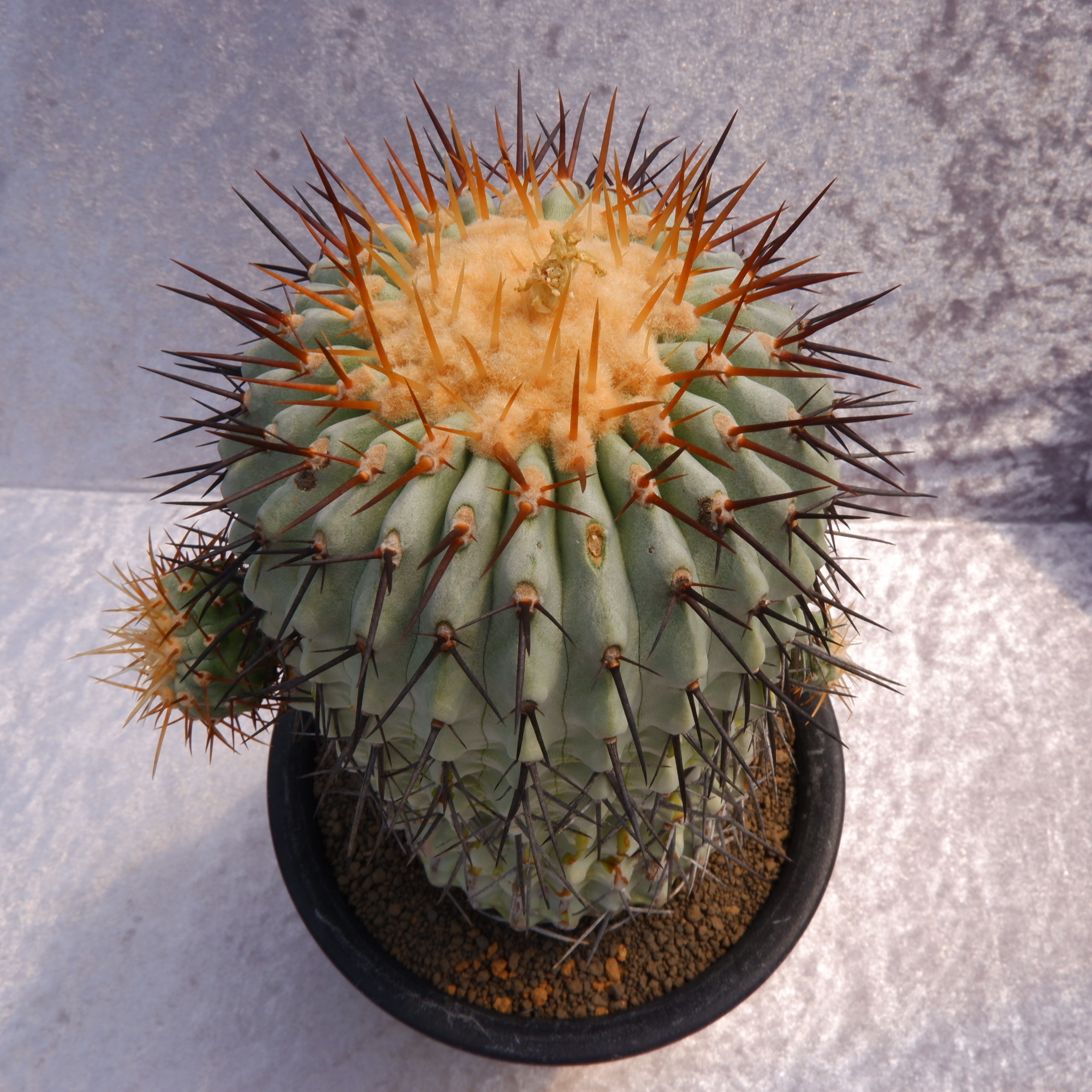 商品詳細 - 信州西沢サボテン園