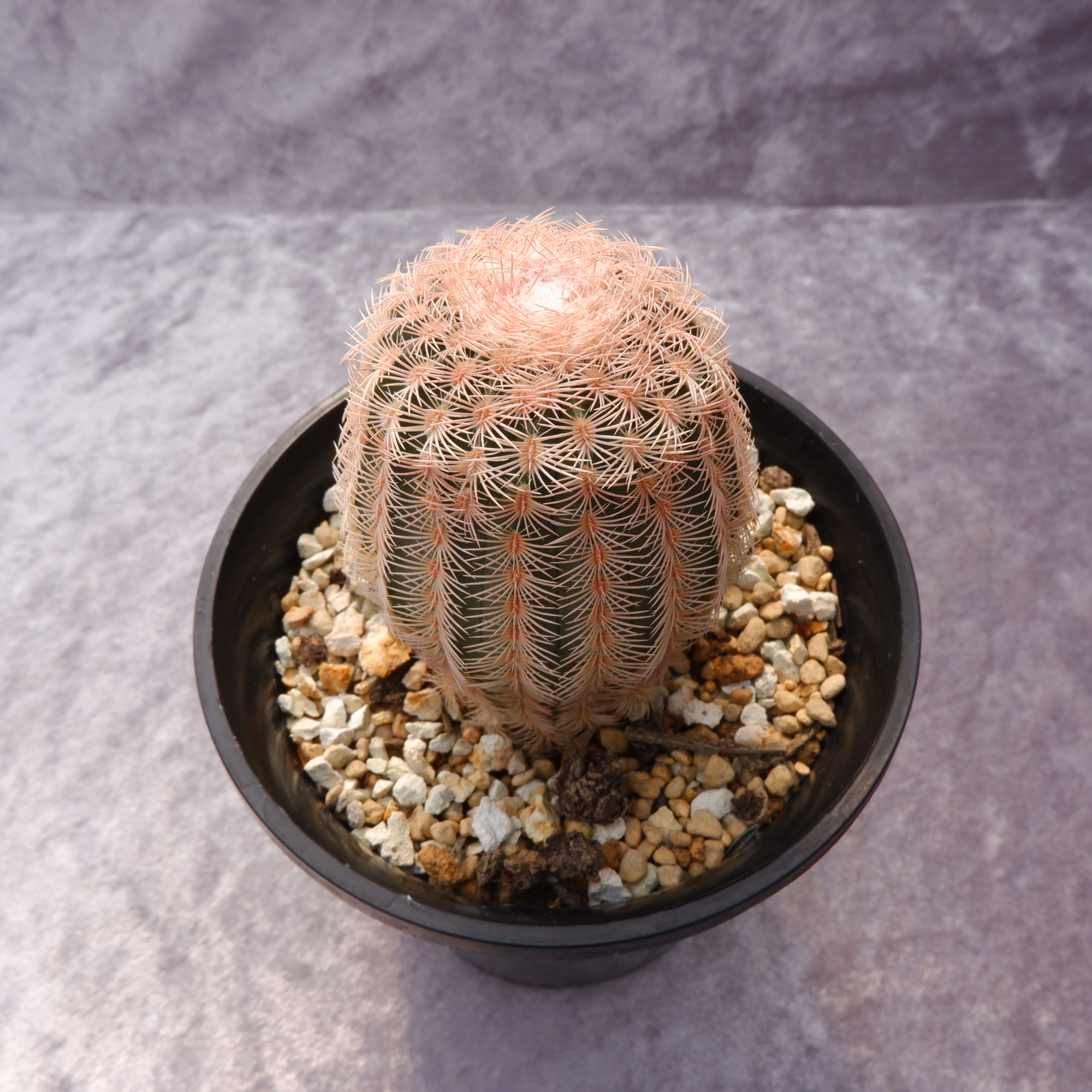 商品詳細 - 信州西沢サボテン園