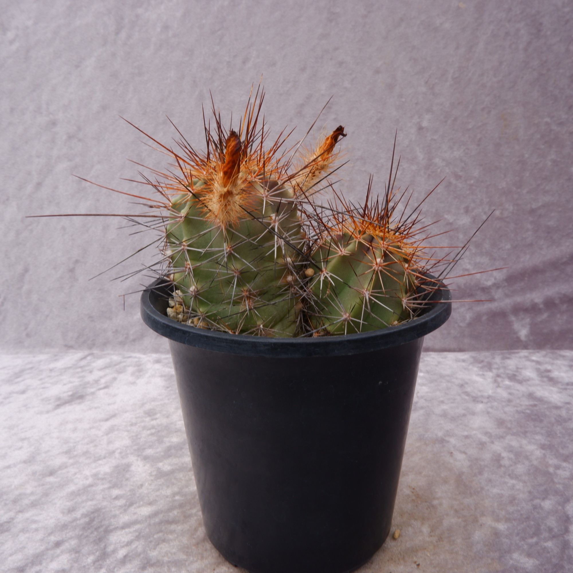 商品詳細 - 信州西沢サボテン園