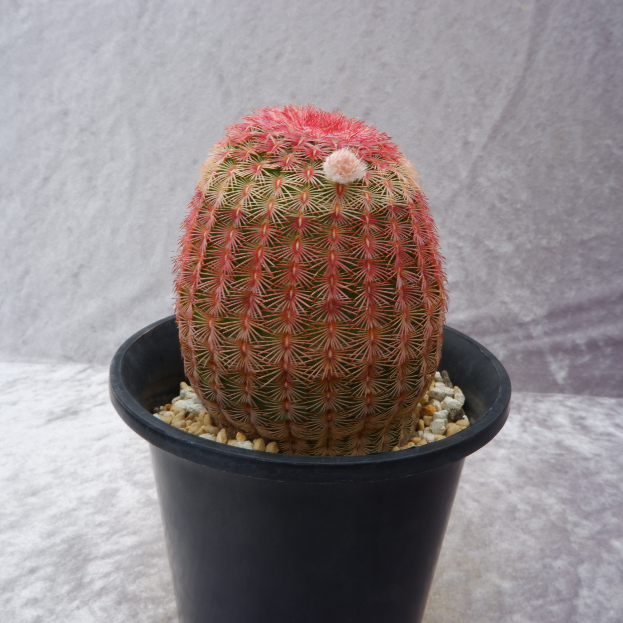 商品詳細 - 信州西沢サボテン園