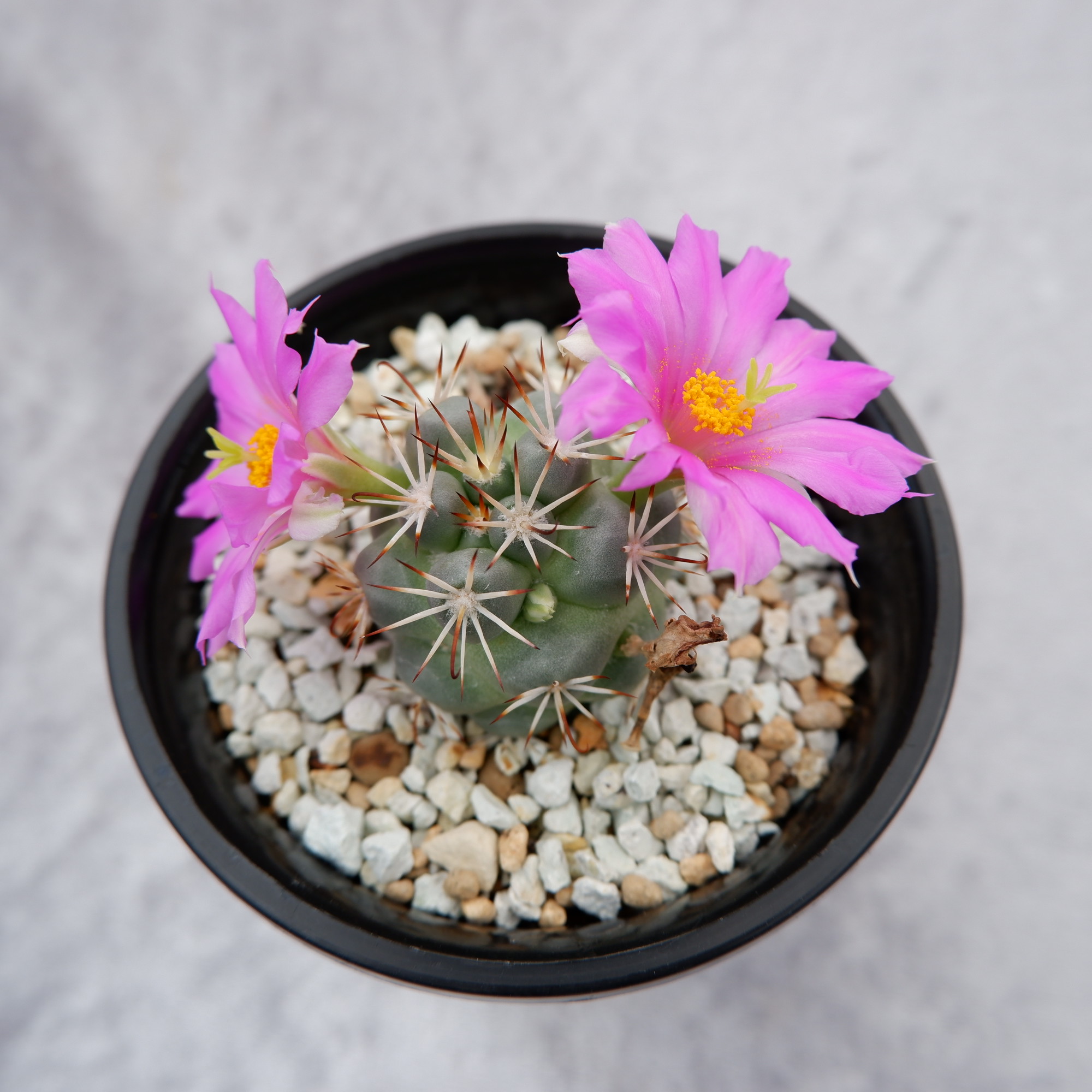 商品詳細 - 信州西沢サボテン園