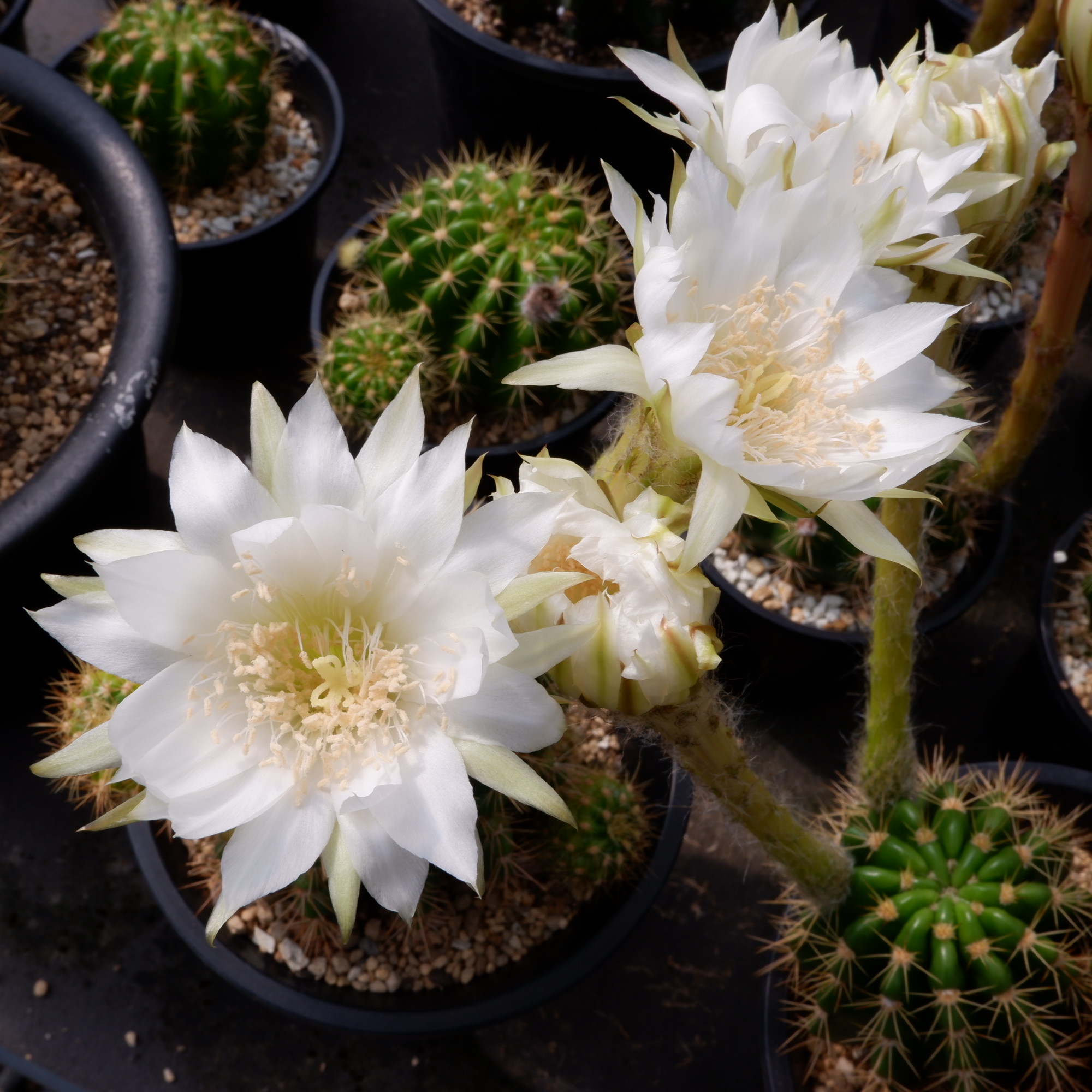 商品詳細 - 信州西沢サボテン園