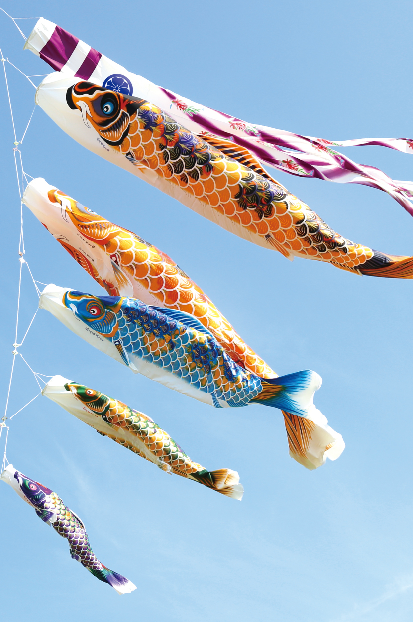 創業1923年 鯉のぼり屋 大型鯉のぼり ちりめん京錦