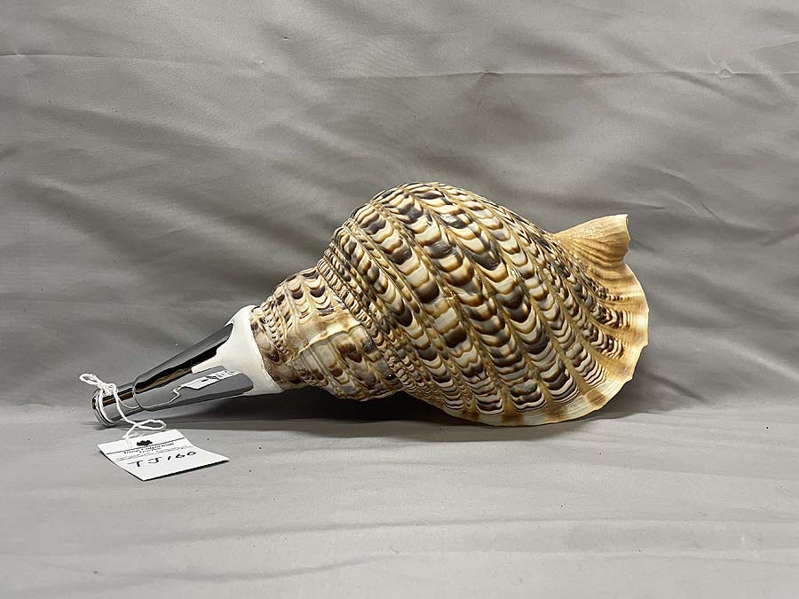 法螺貝（ほら貝）、歌口（吹き口）付 制作、販売、修理、特価在庫