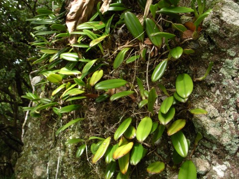 オガサワラシコウラン