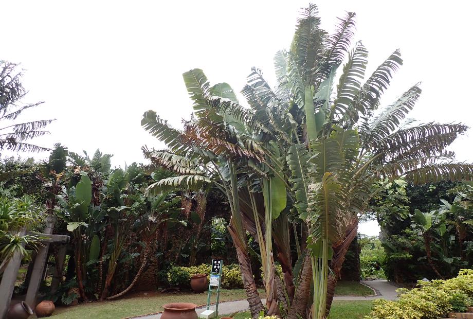 タビビトノキ | 植物図鑑 | 海洋博公園 Official Site