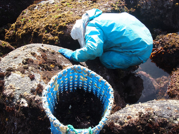 磯 〜いそ〜 | おぢか島旅 | 長崎県五島列島・小値賀町