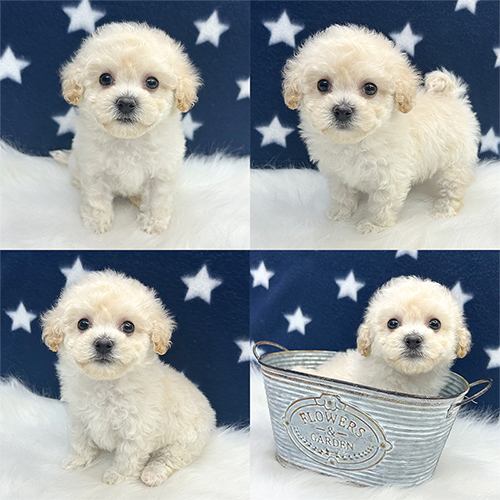 子犬情報 - ミックス犬及びその他犬種の子犬たち