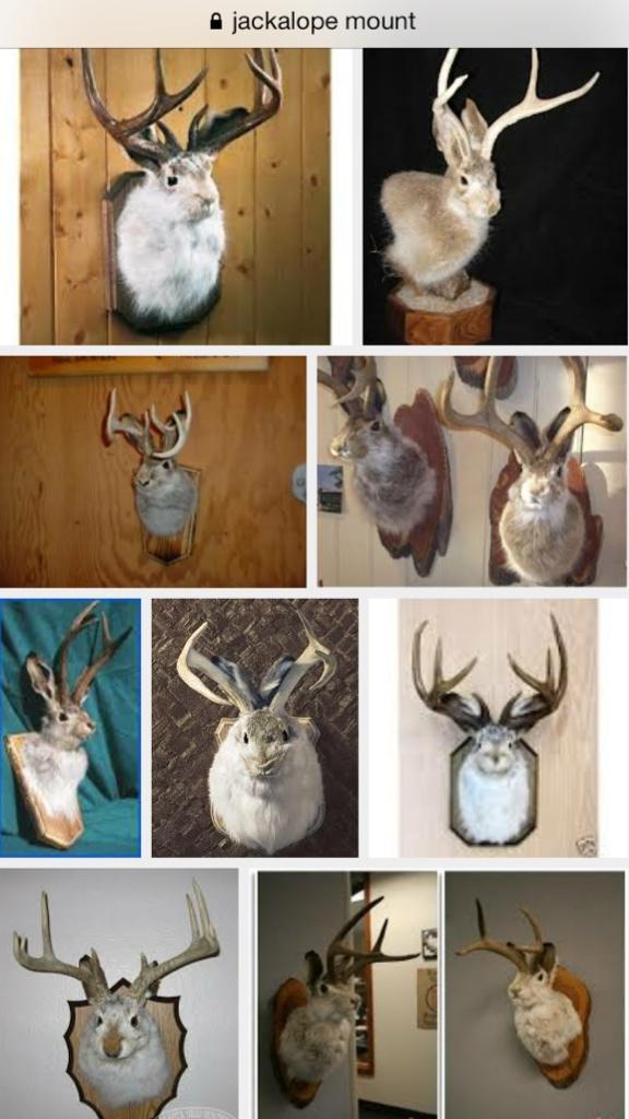 ジャッカロープは剥製もめっちゃかわいい！！！鹿の角を壁に飾りたい