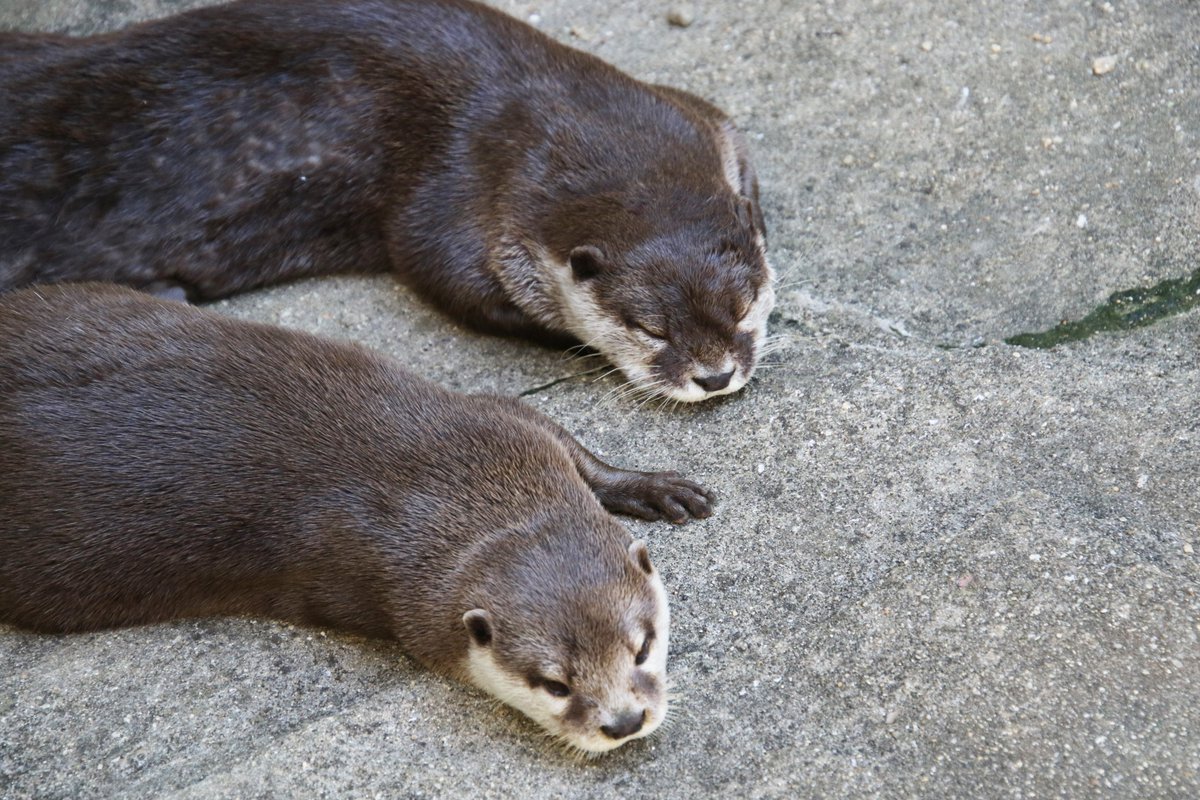 DxcELPFUUAEs2gn.jpg?format=jpg