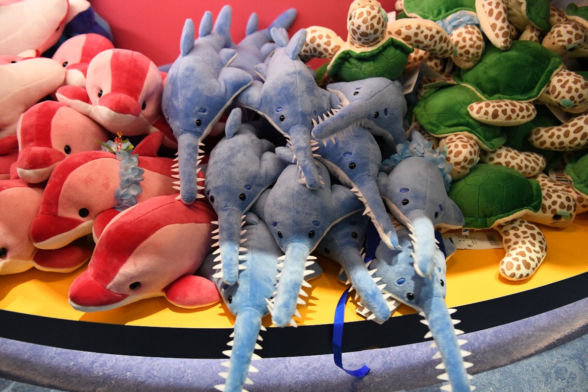 ノコギリエイのぬいぐるみが予想外にかわいい・・・ #アクアパーク品川