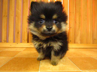 ヨンタンの種類わかりました～😆 （画像はお借りしました） #ブラック