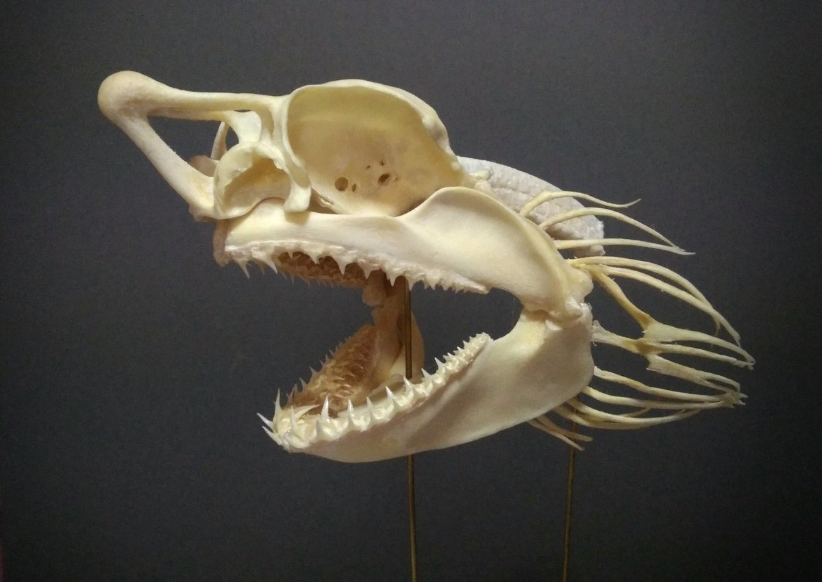 これが私の代表作 ネズミザメの骨格標本。