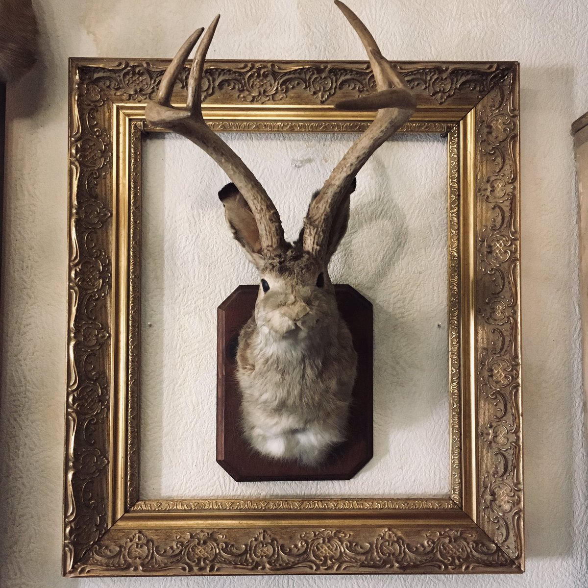 ジャッカロープの剥製 アメリカ うさぎに鹿の角が生えた伝説上の未確認