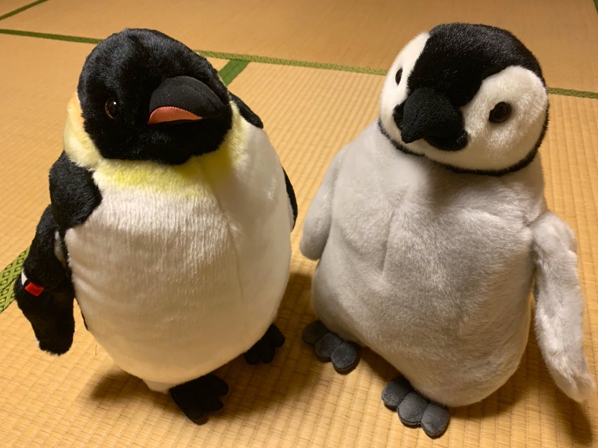 1年ぐらい前に #名古屋港水族館 に行った時に買ったエンペ＆ヒナの