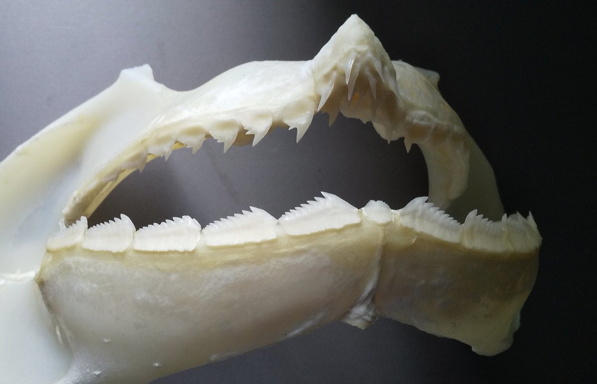 カグラザメの歯の噛み合わせ。 下顎が大きくシャクレ気味な印象のある