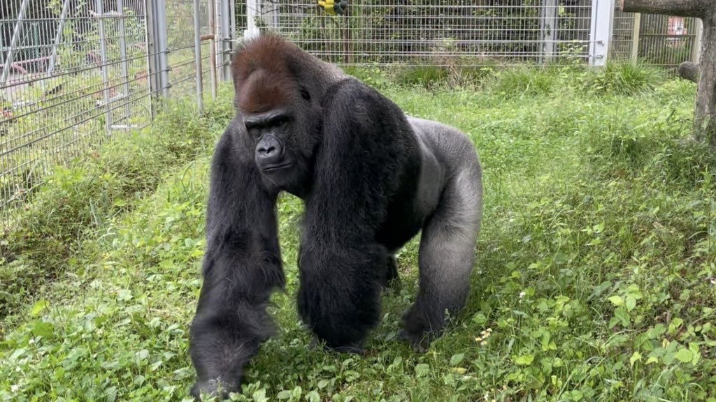 オスのゴリラは、成長すると背中の毛が白っぽくなり、その見た目から