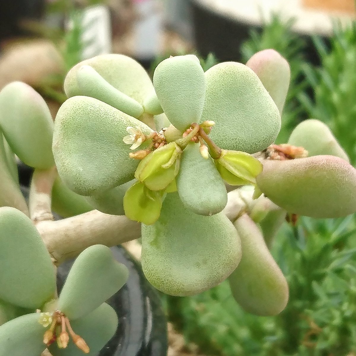 Ceraria pygmaea/ケラリア・ピグマエア の雌株。先日受粉させておいた