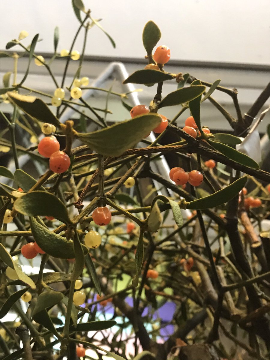 今日はお客様がまばらなので、一階に降りて植物を楽しんだり。 これは