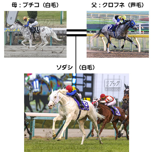 ソダシ #父 #クロフネ #母 #ブチコ #白毛 #無傷の4連勝 #阪神