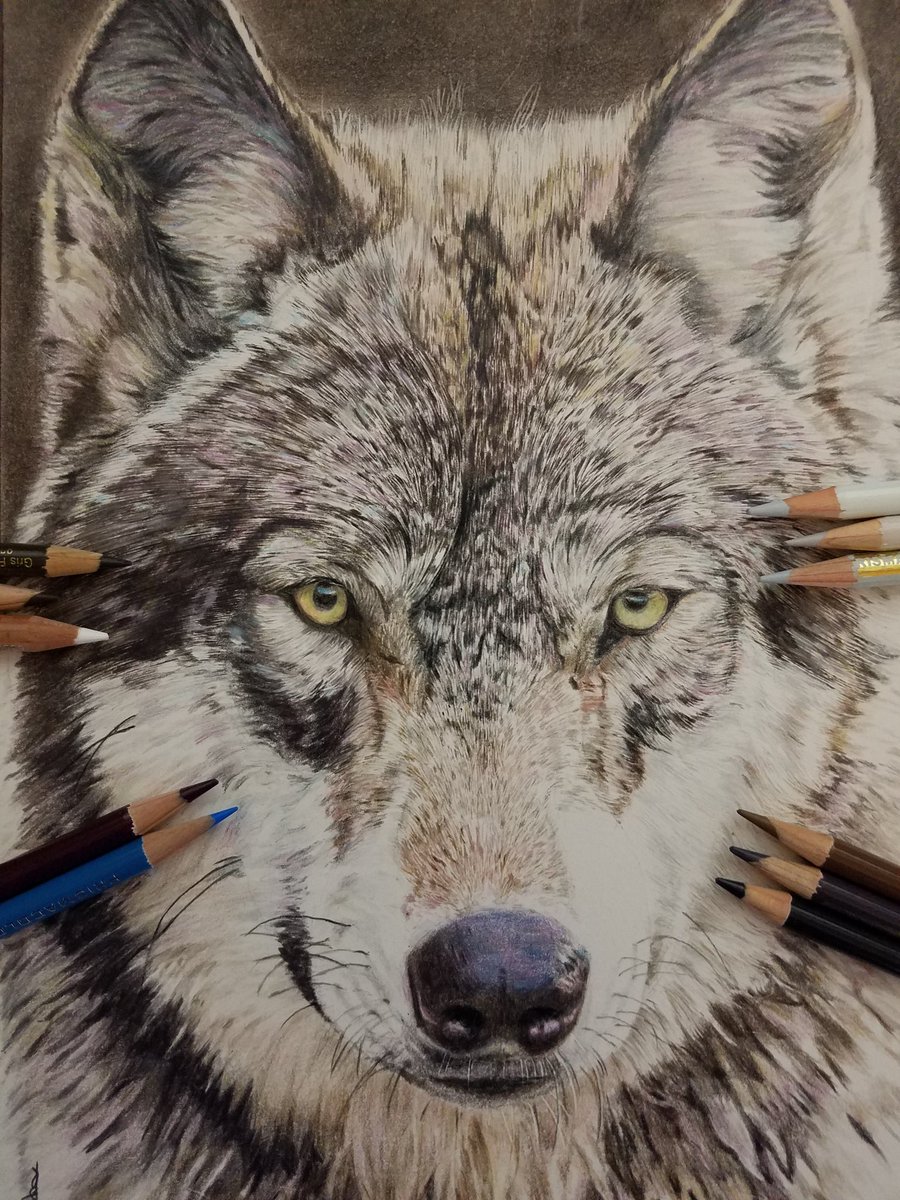 色鉛筆で狼を描きました。 #色鉛筆画 #動物画 #オオカミ #イラスト