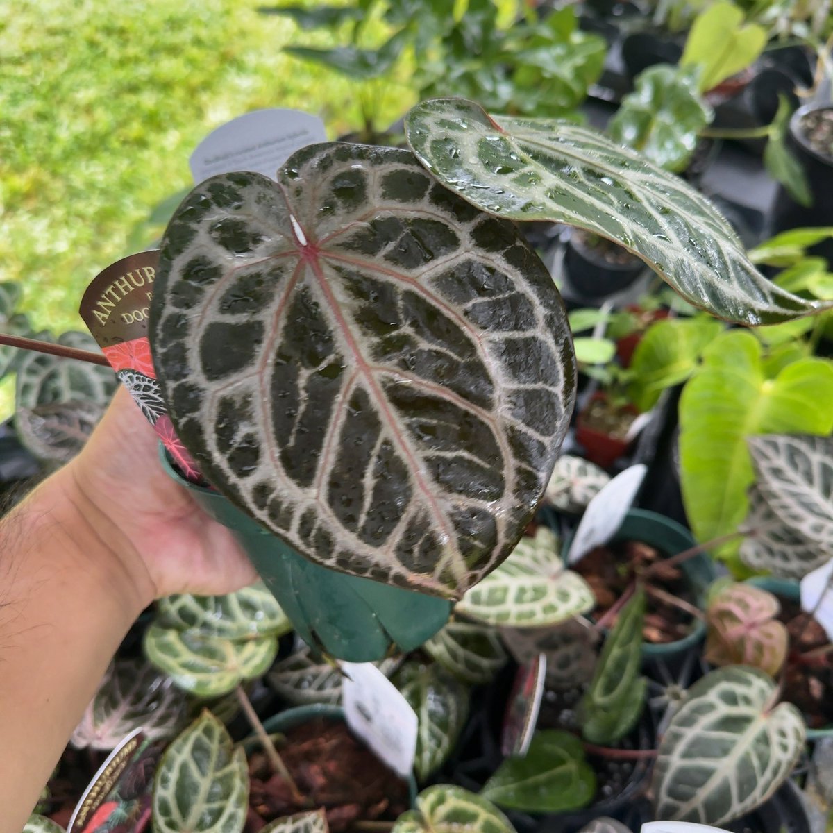 anthurium Angela x zara Dr blockの新ライン ショー用のスペシャル