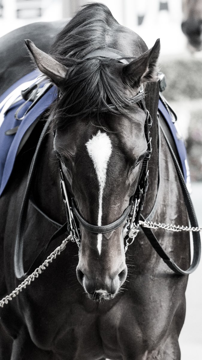 ハードトレーニングの末、『黒王号』とまで呼ばれるようになった