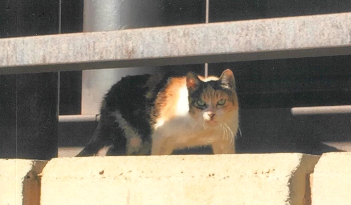 気象神社に20年近く暮らしていた三毛猫の「ミケさん」。2017年12月3日