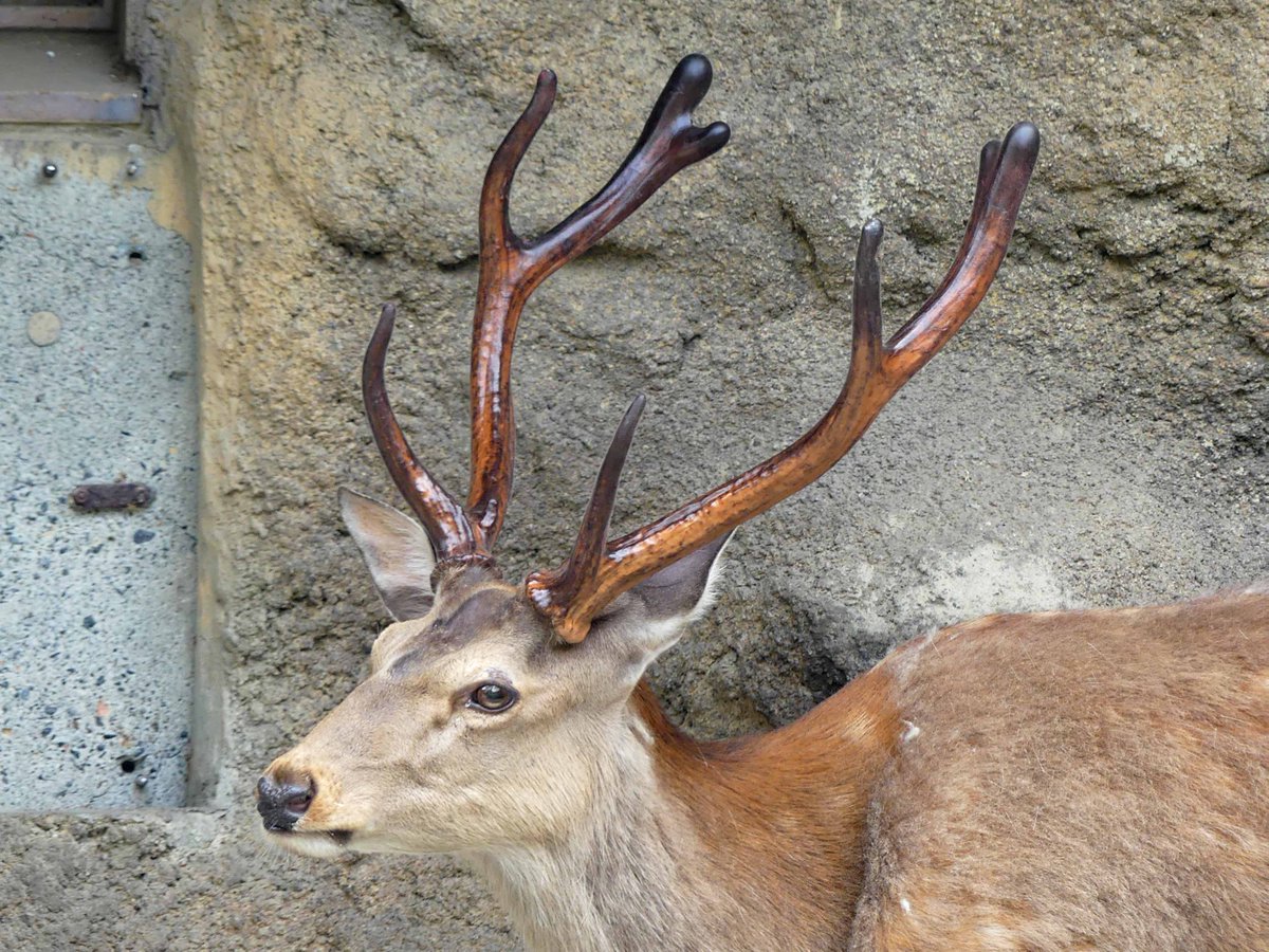 至近距離での角の成長観察写真です。 #エゾシカ #シカの角おっかけ観察