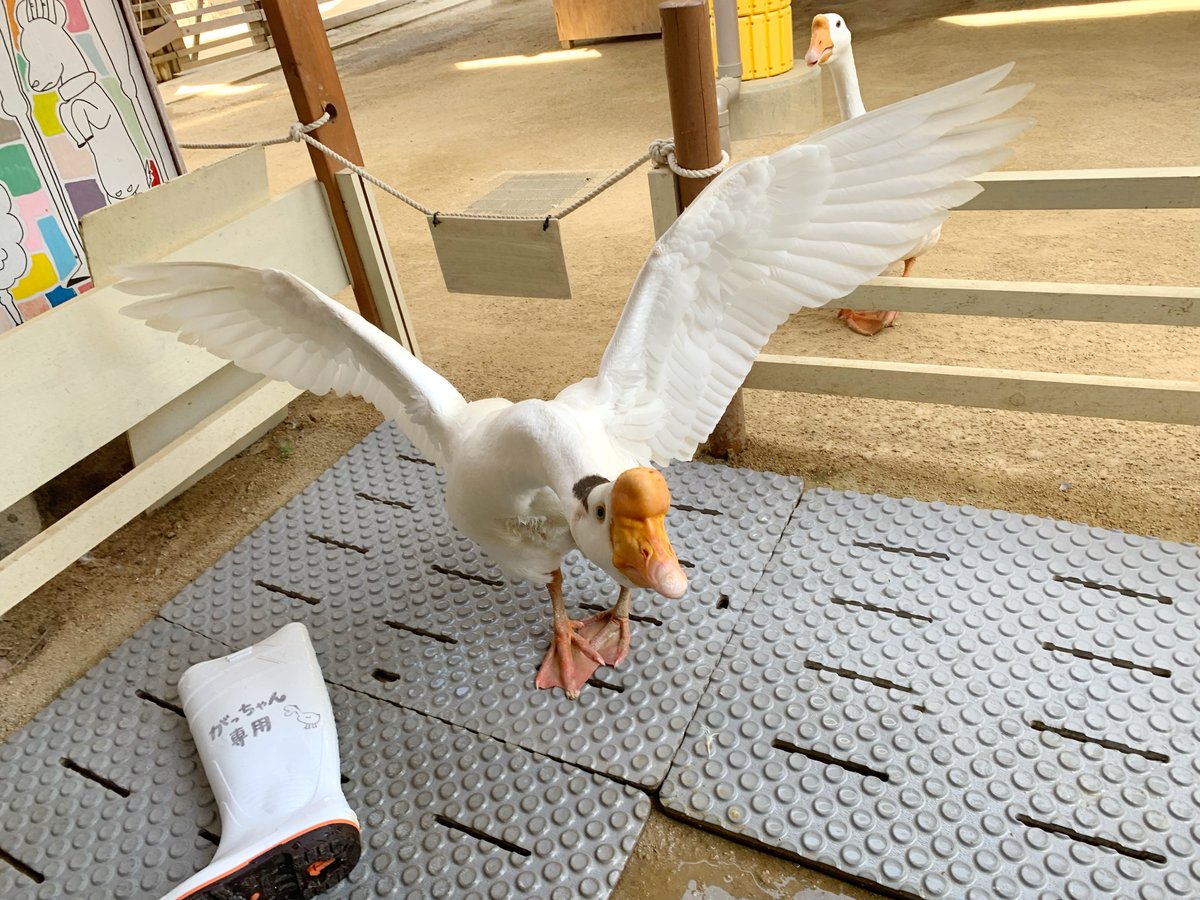 がっちゃん」自慢の翼♪ 立派ですが #ガチョウ は飛ぶことはできません