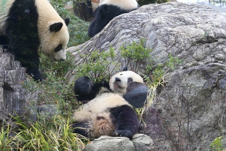 シャオシャオ #レイレイ 2022.12.02 上野動物園