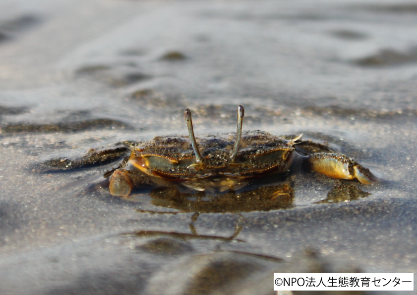 すごいぞ鳥類園💪‼️いきものシリーズ⭐️/ 8種目🪶 #ヤマトオサガニ