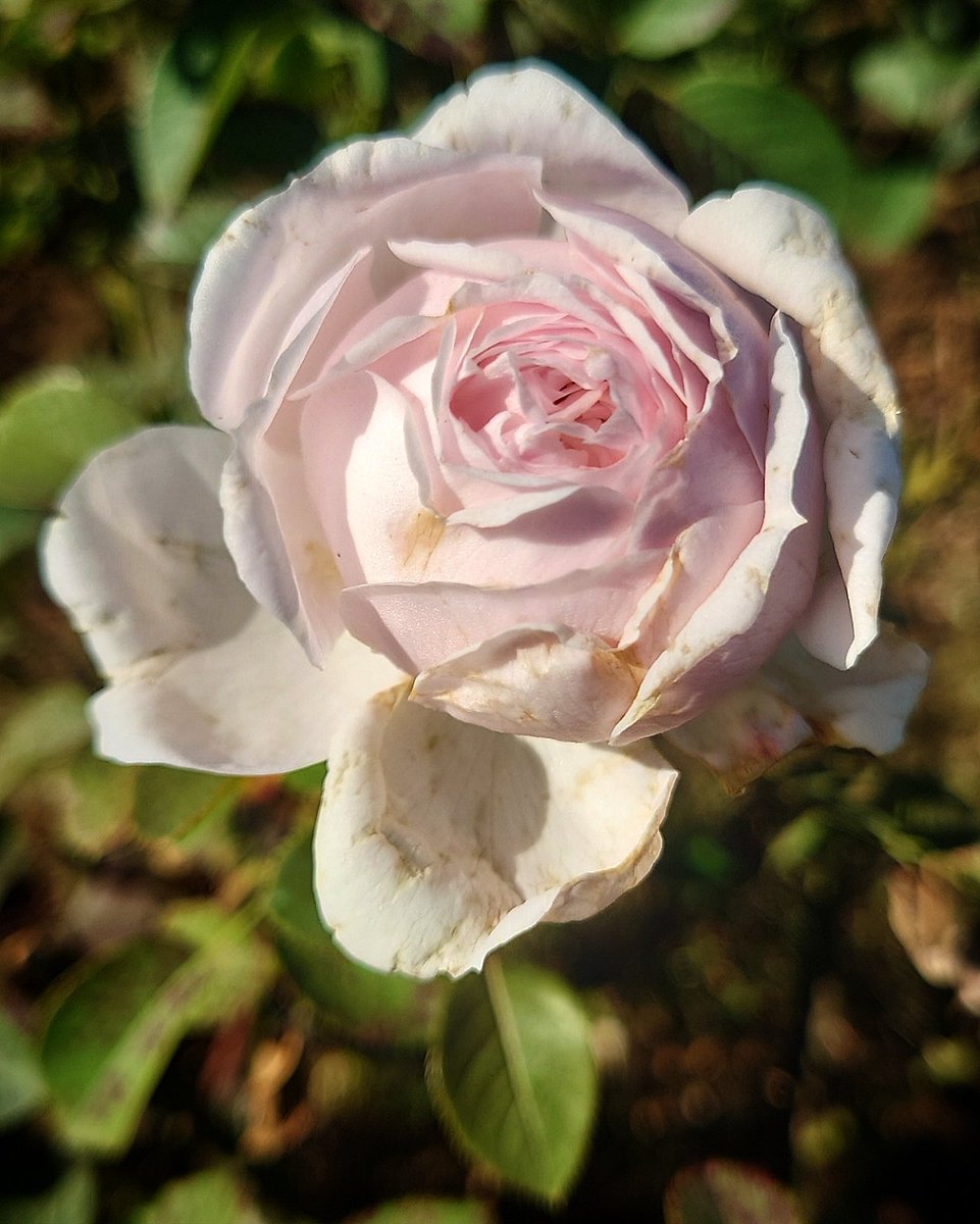 忽滑谷 史記 @Apple Roses (@f_nukariya) / Posts / X