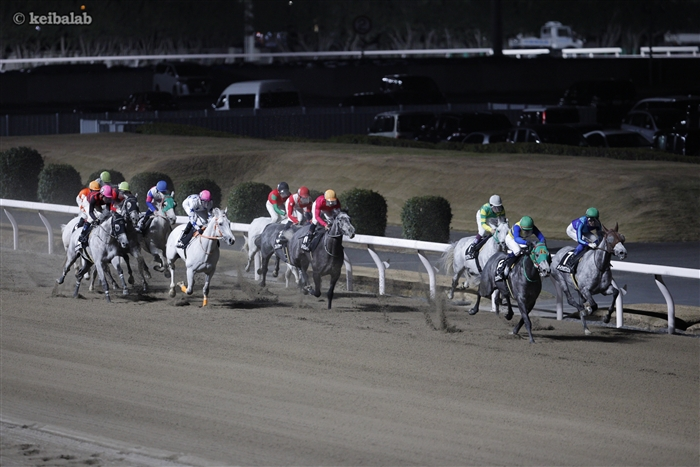 あなたの好きな白は何色ですか？】 本日の川崎競馬場では、恒例の白毛