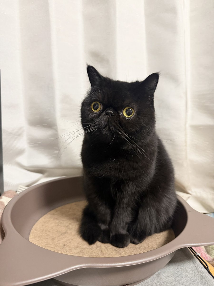 しぃちゃん (@shi_chan347) / Posts / X