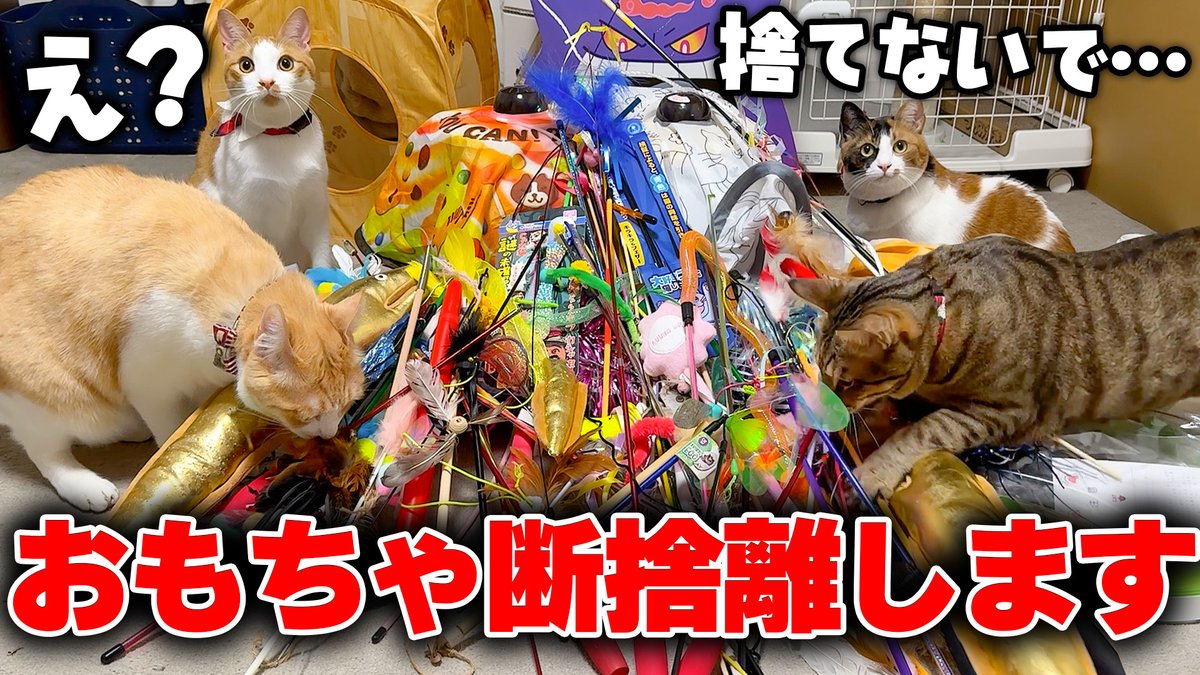 にゃ※断捨離中