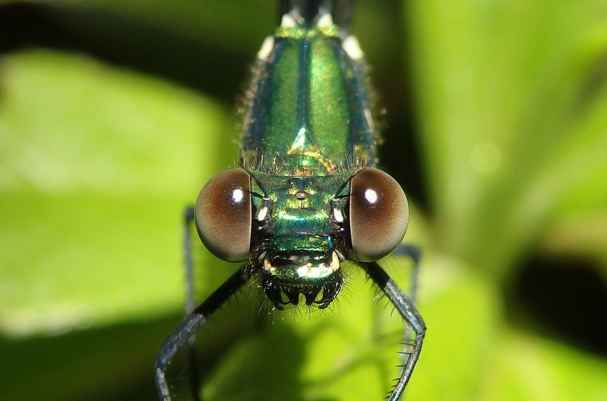 TLに虫のドアップ画像をあげて人々を幸せにしよう計画