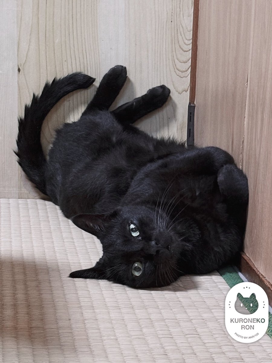 うちのスーパーかわいいボーイです ✌️☺️