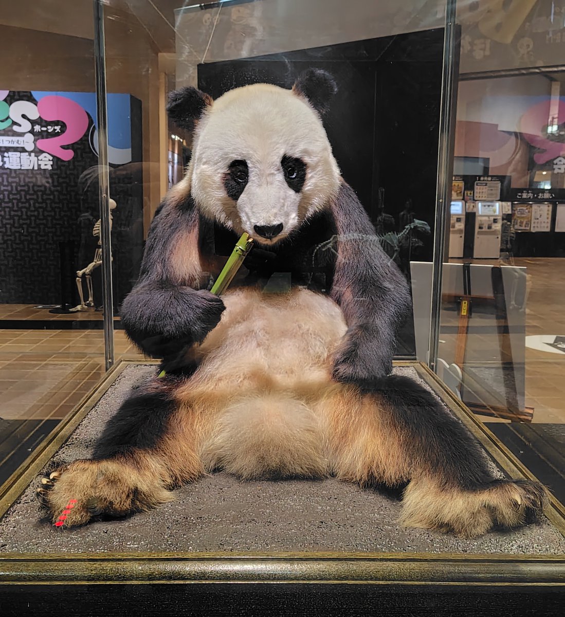 Bones2 の見どころ：日本に初めてやってきたパンダ「カンカン」の剥製