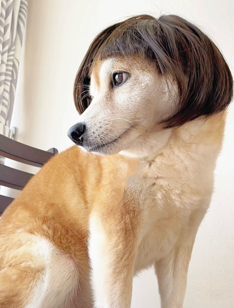 座り方も表情もカツラに合わせて完璧にしてくるのなんなん？？