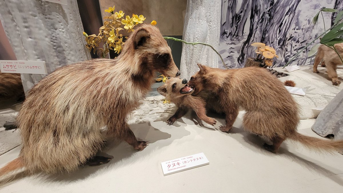 博物館にある剥製、ただ立ってるだけでなく、なんか物語を感じる展示に